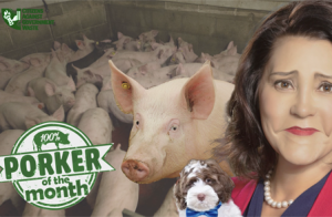CAGW Names Michigan Governor Gretchen Whitmer (D) June 2020 Porker of the Month