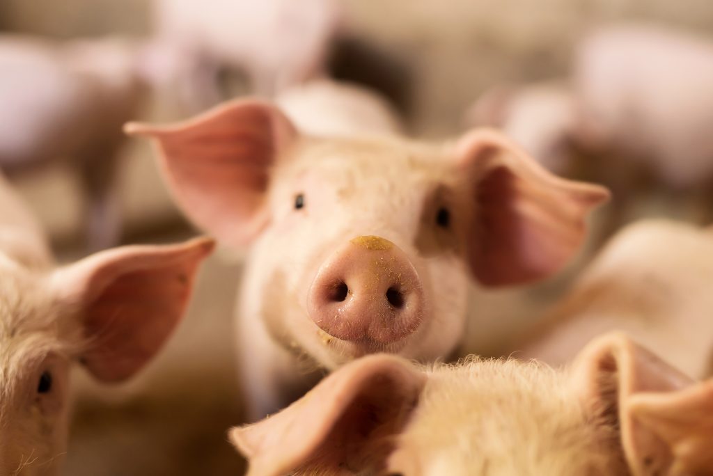 Members Introduce Bill to Permanently Ban Earmarks